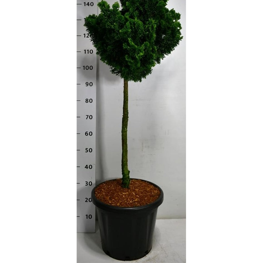 Ädelcypress – Chamaecyparis obtusa 'Nana Gracilis' - C25 70 cm. Stam